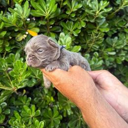 Teddy - Tricolors male French Bulldog puppy in San Diego, California from Hlop Frenchies LLC