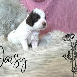 Bernedoodle and Poodle Puppies from Salty Standards