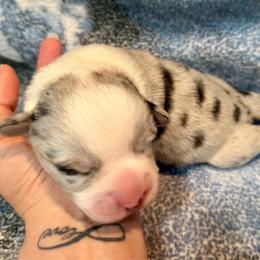 Merle Male 8 - Blue merle and white male Cardigan Welsh Corgi puppy in Thornton, New Hampshire from Dinger’s Dogs