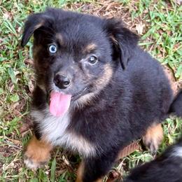 Marvel - Black tri male Miniature Australian Shepherd puppy in Patterson, North Carolina from DreamLine Aussies