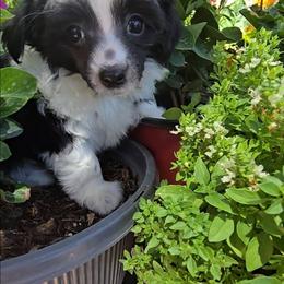 Indigo Long Star Angel - Black and white male Chinese Crested puppy in Amarillo, Texas from Victoria's Chinese Cresteds Long Star Angels