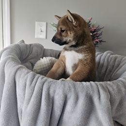 Shiba Inu Puppies from Shiba Shenanigans