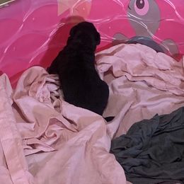 Rottweiler Puppies from Rottitales