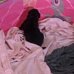 Rottweiler Puppies from Rottitales