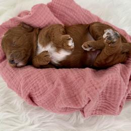 Goldendoodle Puppies from Luna & Willow Goldendoodle Paws 🐾