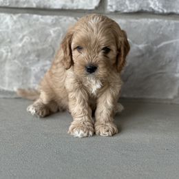 Cavapoo Puppies from Beyond Tails