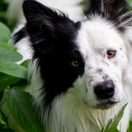 Border Collies from EbbnFlow Border Collies