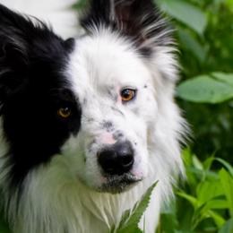 Border Collies from EbbnFlow Border Collies