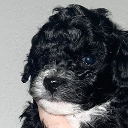 Girl 2 - Poodle puppy in Miami Dade County, Florida from RoyalPaws_Miami