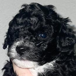 Girl 2 - Poodle puppy in Miami Dade County, Florida from RoyalPaws_Miami