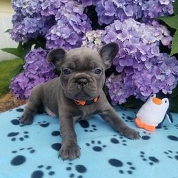 French Bulldog Puppies from Blue Cedar Kennels