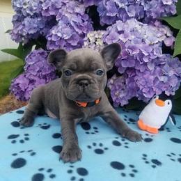 French Bulldog Puppies from Blue Cedar Kennels