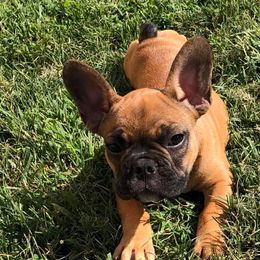 French Bulldogs from YSetteL French Bulldogs