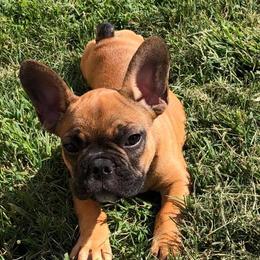 French Bulldogs from YSetteL French Bulldogs