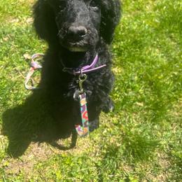 Anora - Black female Poodle puppy in Baltimore, Maryland from Steinrock’s Standards