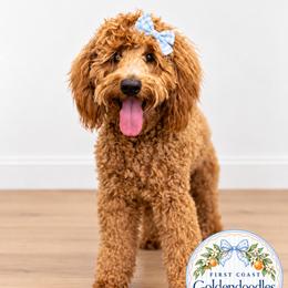 Teddy - Goldendoodle