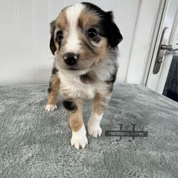 Precious - Blue merle female Miniature Australian Shepherd puppy in Mt Juliet, Tennessee from J&J Harmony Acres