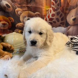 Girl 5 (Polaroid) (purple collar) - Light golden female Golden Retriever puppy in Hubbard, Ohio from Whickering Pines Golden Retrievers