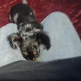 Dachshund Puppies from Write Breed Doxies