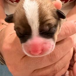 Green boy - Red male Pembroke Welsh Corgi puppy in Woodinville, Washington from Heatherland Corgis