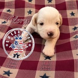 Glory - Parti female Miniature Schnauzer puppy in Dorr, Michigan from Enchanted Paws