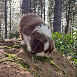 Drift - Red tri female Miniature Australian Shepherd puppy in Shingletown, California from Whiskeytown Aussies