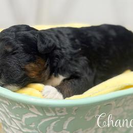Chance - Tri-color male Bernedoodle puppy in Henry, Illinois from Rowe Farms Doodles