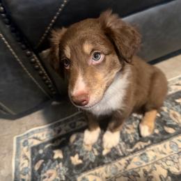Saja - Tri-color male Border Collie puppy in Decatur, Alabama from Phantom Border Collies