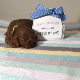 Goldendoodle Puppies from Delaryedoodles