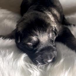 Briar - Gray sable male Shiloh Shepherd puppy in Griffin, Georgia from Orchard Hills Shilohs
