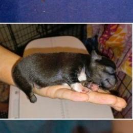 Boy 1 - Black and white male Chihuahua puppy in Meridian, Oklahoma from Crazy Love Kennels