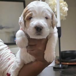 Dash (dark green collar) - Parti male Goldendoodle puppy in Richmond, Virginia from Highland Grove Doodles, LLC