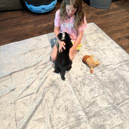 Airedale Terrier, Bernedoodle, and Bernese Mountain Dog Puppies from Beitzel Babies