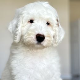 Bernedoodle and Goldendoodle Puppies from Doodles by Darren