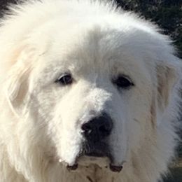 Great Pyrenees from Royal Oaks Pyrenees