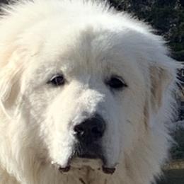 Great Pyrenees from Royal Oaks Pyrenees