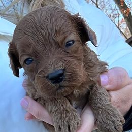 Daisy - Red  female Goldendoodle puppy in Mint Hill, North Carolina from DoodleForever