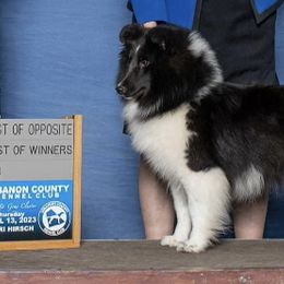 Lucy - Shetland Sheepdog