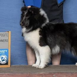 Lucy - Shetland Sheepdog