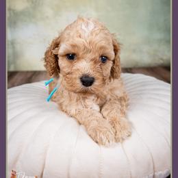 Ted - Red and white male Cockapoo puppy in Connersville, Indiana from Deaz Doodle Ranch