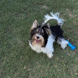 Biewer Terrier and Yorkshire Terrier Puppies from York Town California