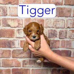Tigger - Red male Cavapoo puppy in Calhoun, Georgia from Happy Top Doodles