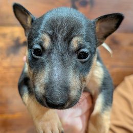 Stevie Nicks - Black and tan female Miniature Bull Terrier puppy in London, Kentucky from Barton's Miniature Bull Terrier
