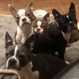 Boston Terriers from Peach Bottom Boston Terriers