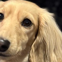 Dachshunds from Glossy Doxies