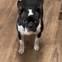 Stella - Boston Terrier