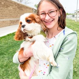 Cavalier King Charles Spaniel All Grown Up from Emerald Grove Puppies