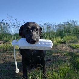 Labrador Retriever All Grown Up from White Mountain Kennels