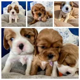 Cavalier King Charles Spaniel Puppies from Puppies of Newington