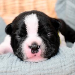 Mo - Black and white female Boston Terrier puppy in Plymouth, New Hampshire from Punk Kennels